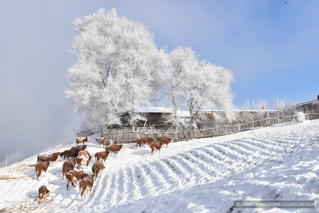 雪野牧牛圖黃牛肉牛