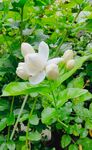 茉莉花