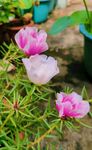 太陽花  小萱草