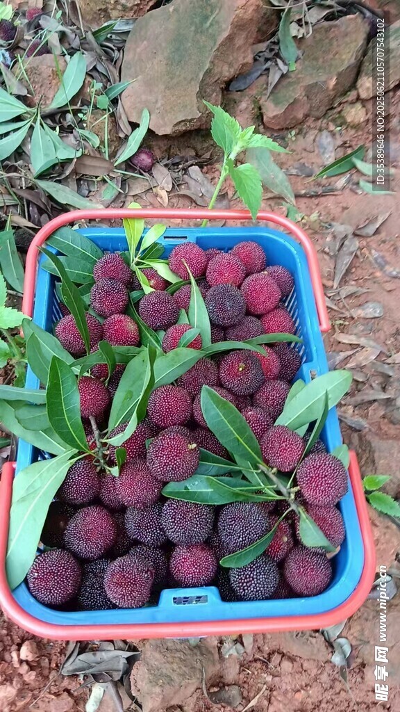 新鮮采摘的飽滿楊梅
