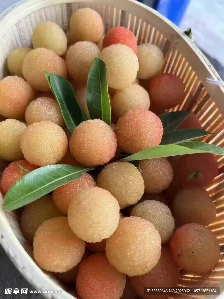 水晶楊梅 白楊梅