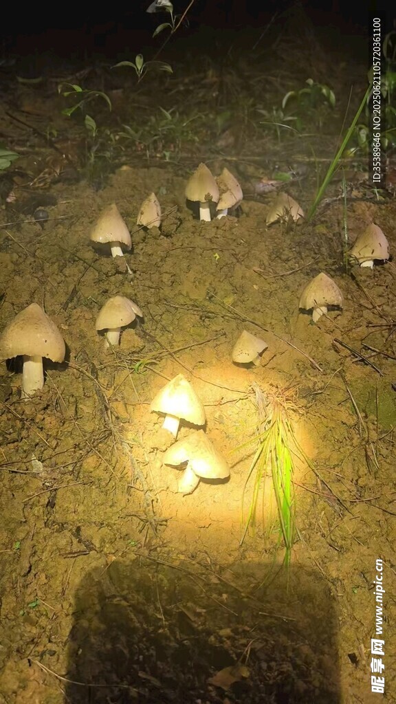夜間微光下的蘑菇群