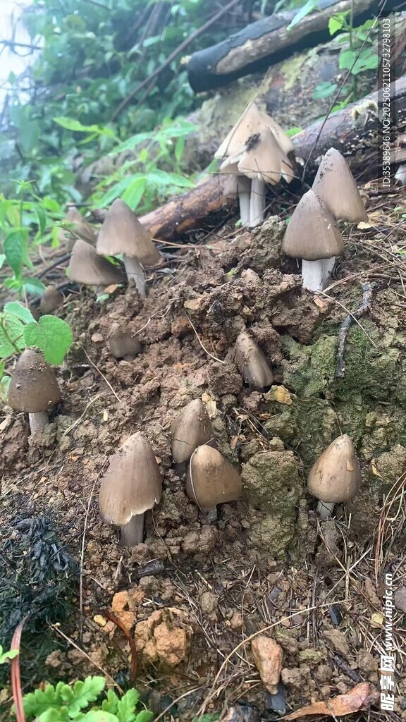 野生蘑菇  雞肉菌 雞樅菌