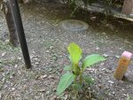泥土中生長的嫩綠植物