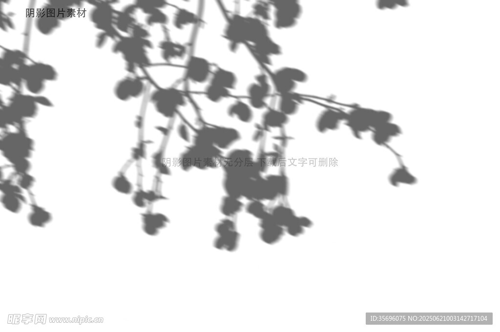 垂落枝葉剪影