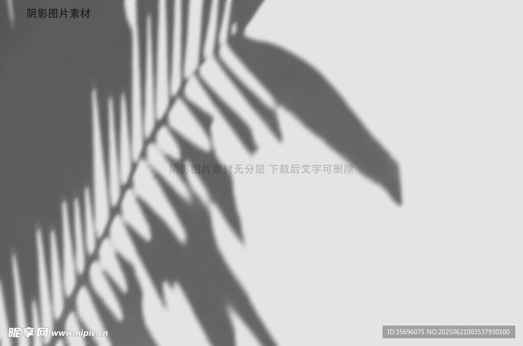 棕櫚葉的光影藝術