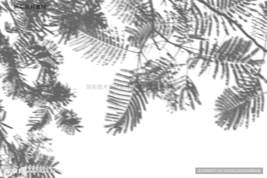 黑白松枝剪影
