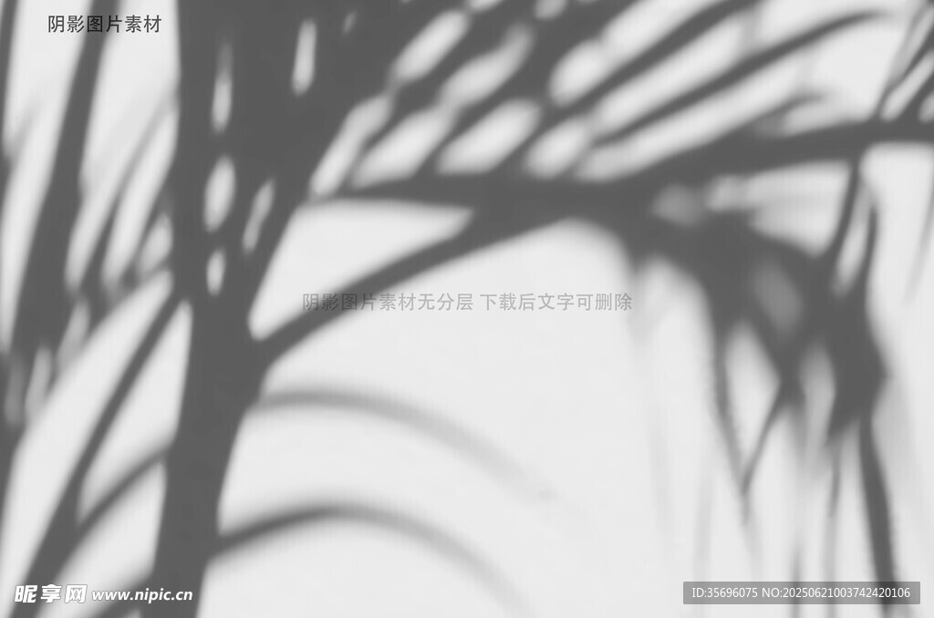 黑白棕櫚葉光影藝術(shù)