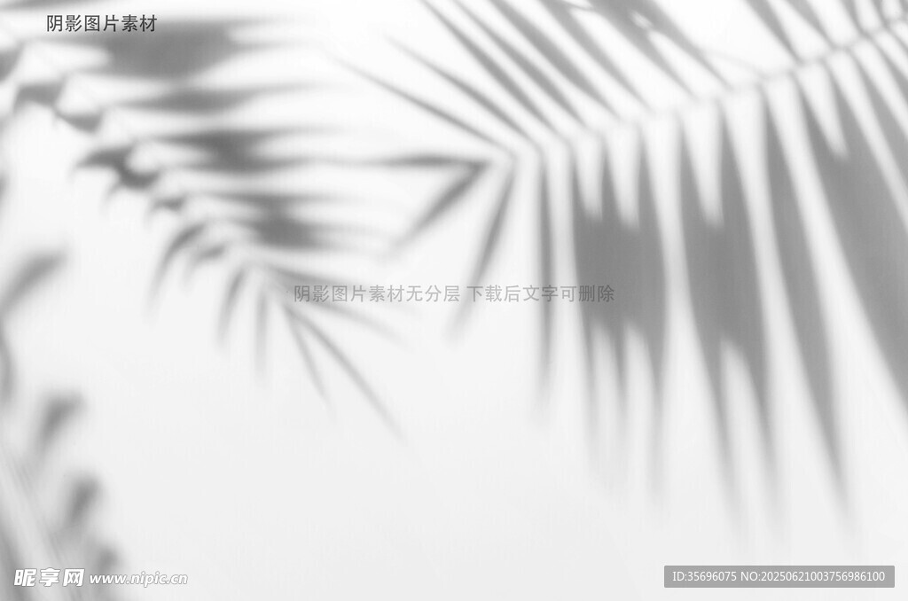 簡約棕櫚葉光影藝術(shù)畫面