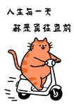 橘貓騎車
