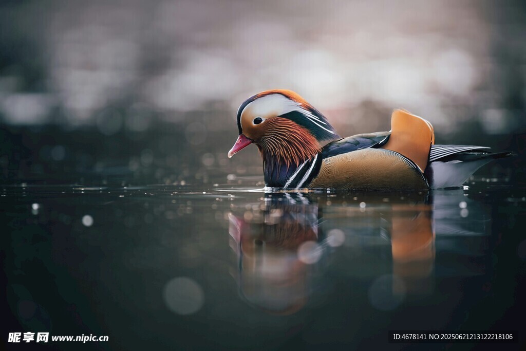 水中鴛鴦