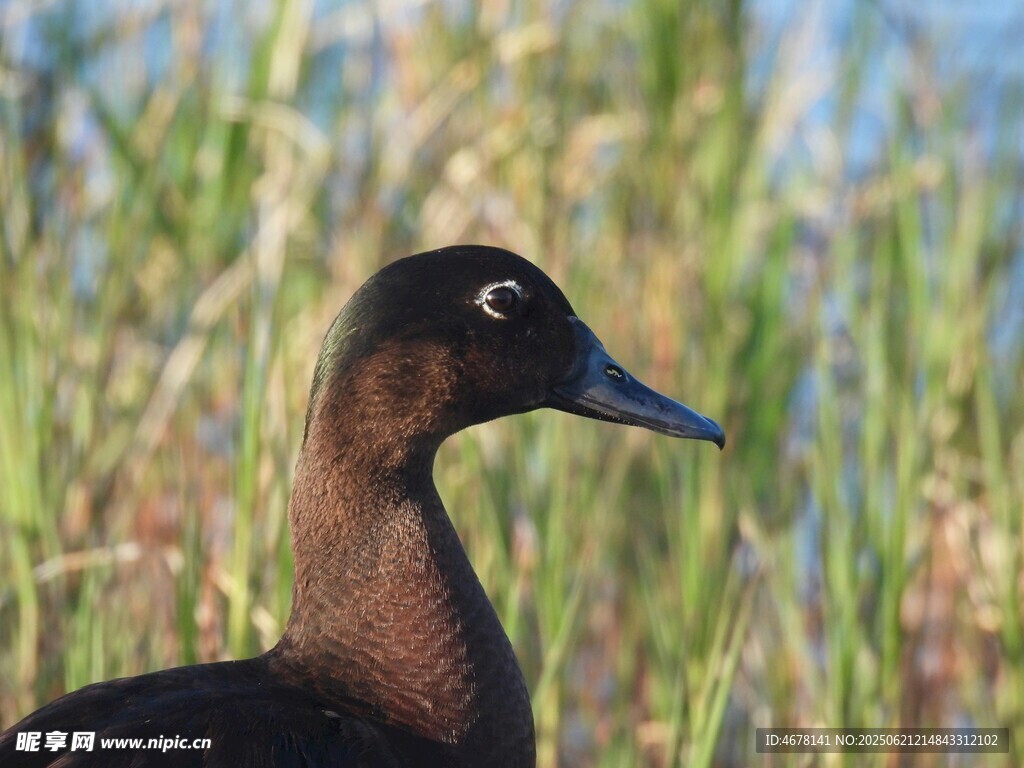 水邊黑羽鳥特寫