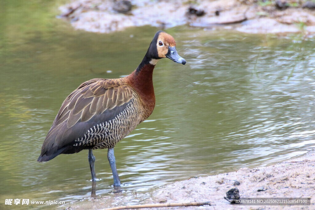水邊站立的獨特鳥類