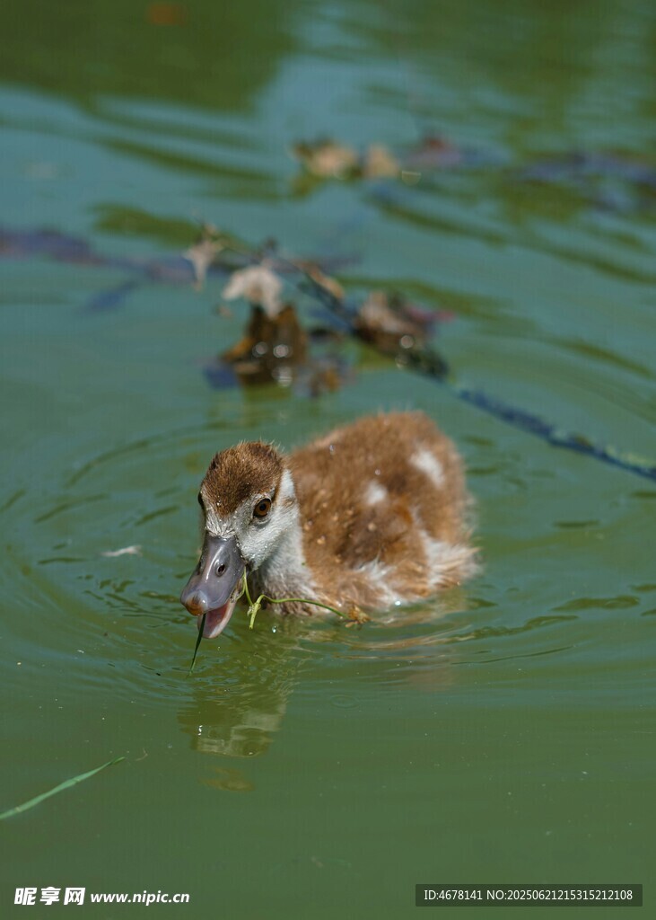 小鴨子水中嬉戲