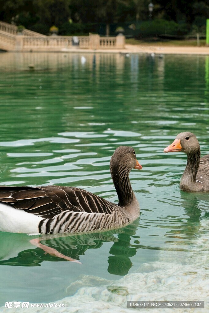 水中雙鵝悠游