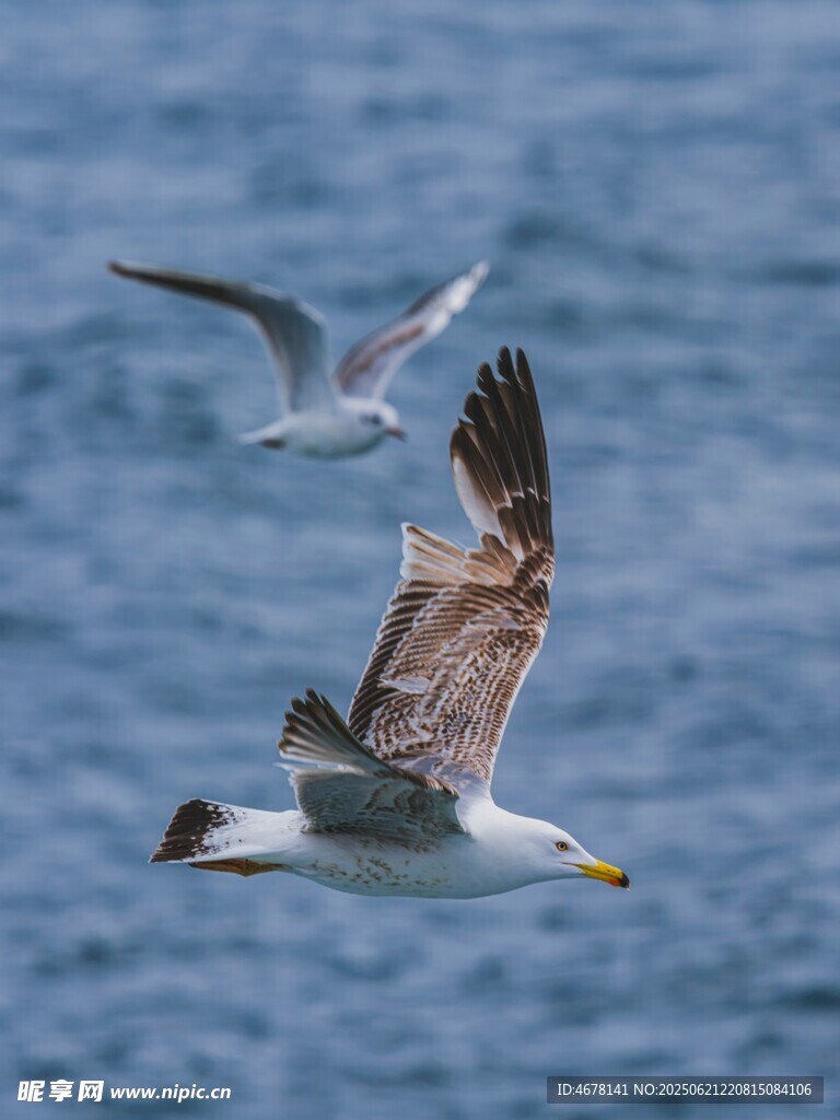 海面上飛翔的兩只海鷗