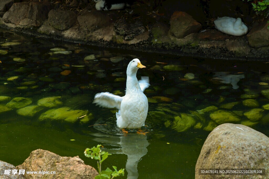 池塘中優雅的白鳥