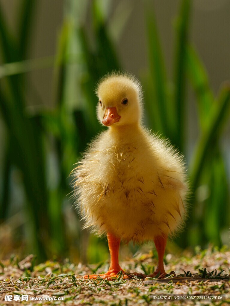 可愛小黃鴨站立在草地