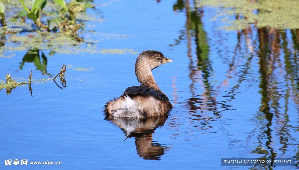 水中游弋的鳥