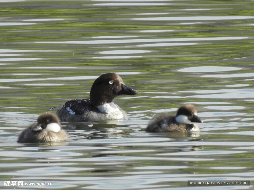 水鳥母子水中悠游