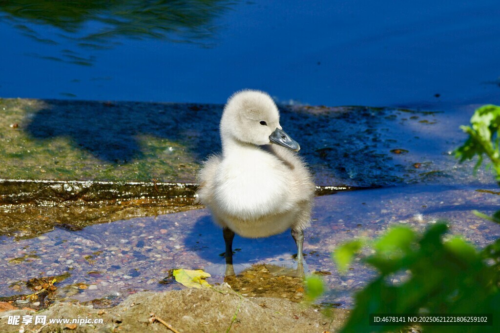 水邊小白鳥