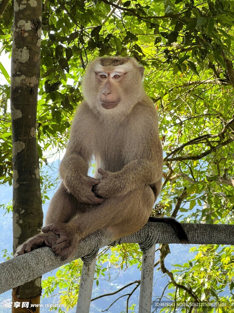 樹枝上休憩的猴子