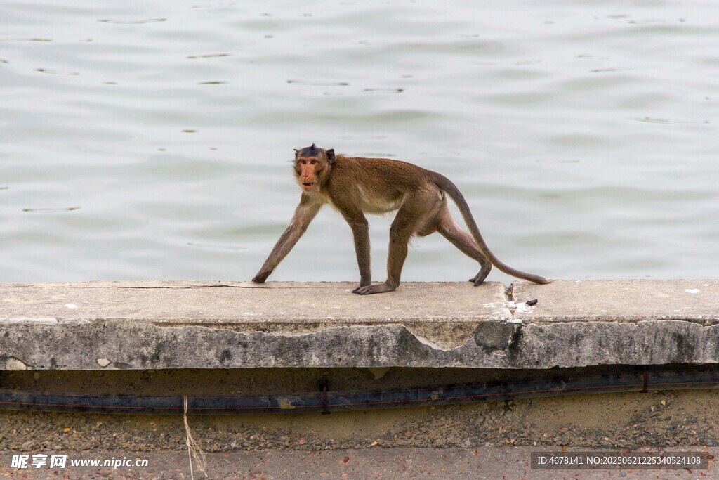海邊行走的猴子