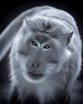 灰白毛發猴子特寫