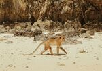 沙灘上行走的猴子