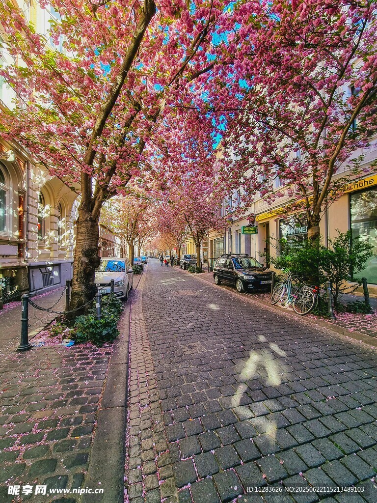 繁花盛開的城市街道美景