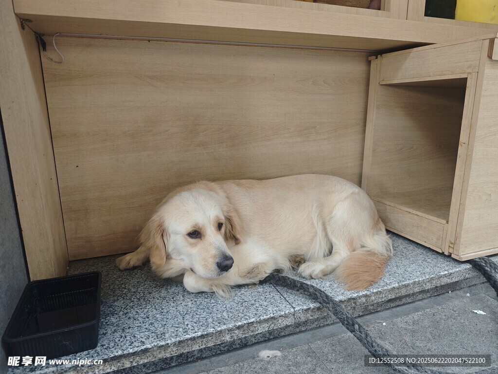 小狗蜷臥在柜子下休息