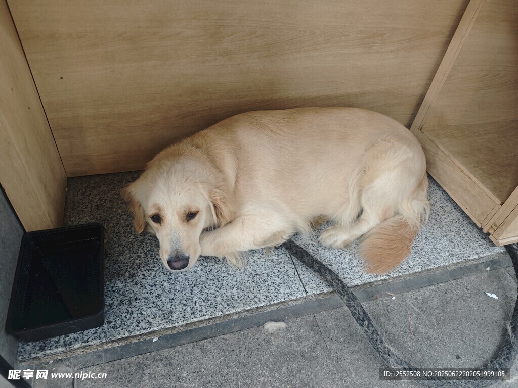 紙箱中趴著的可愛小狗