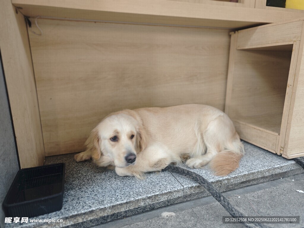 小狗愜意躺于柜子下方