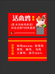 活禽雞名片 新鮮活雞