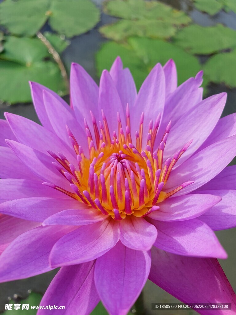 嬌艷紫色睡蓮綻放