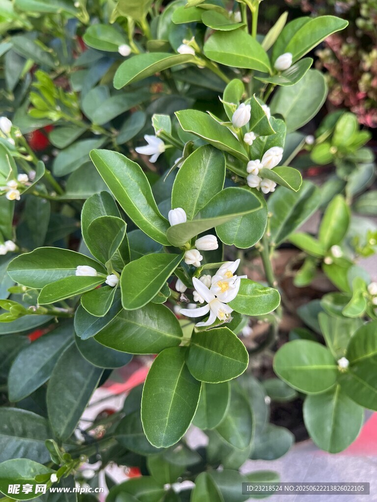 橘子花