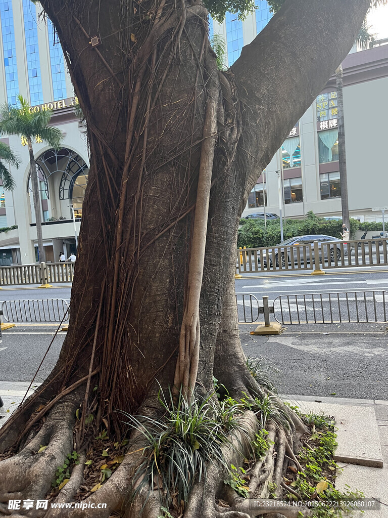 街邊大樹