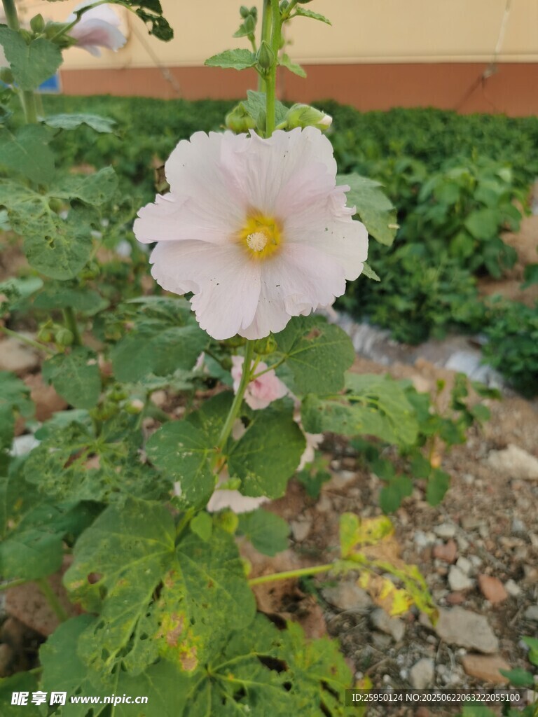 白色蜀葵花綻放于綠植間