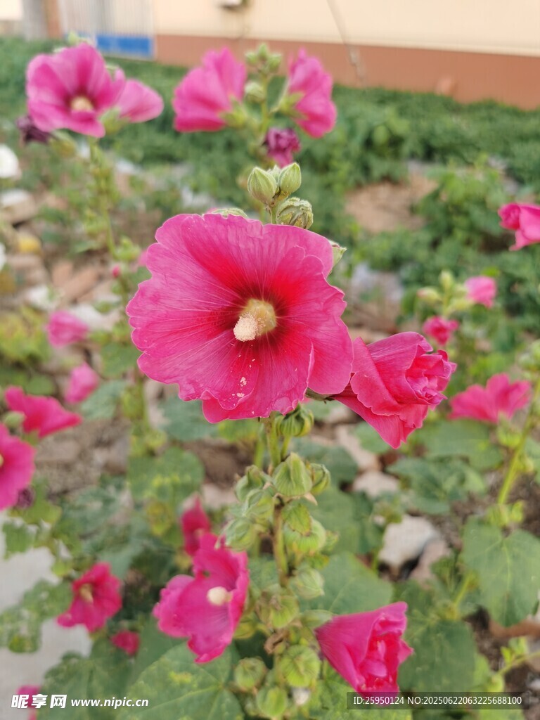 嬌艷綻放的粉紅色花朵