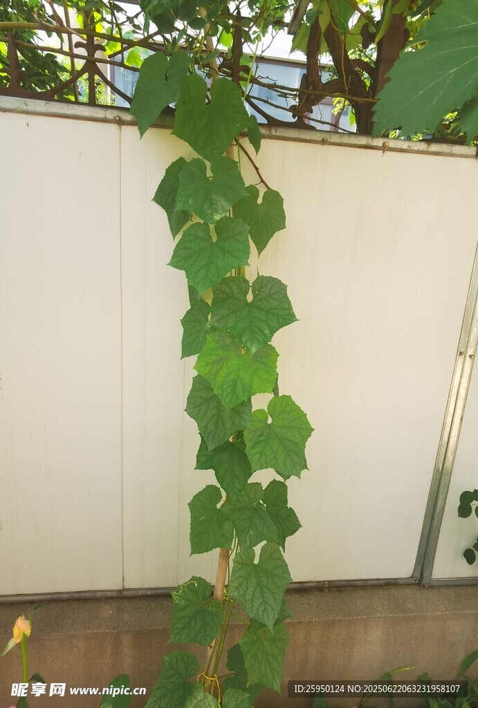 墻邊攀爬的翠綠藤蔓植物