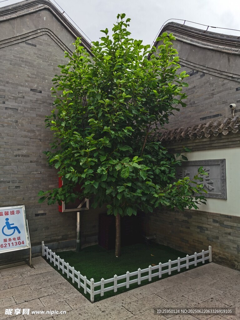 庭院中的蔥郁綠樹