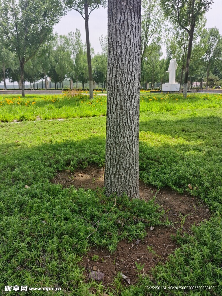 樹下綠意盎然的草地景觀