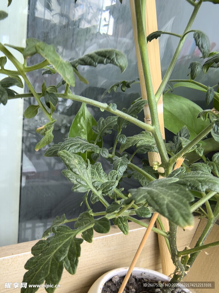 窗邊盆栽番茄苗