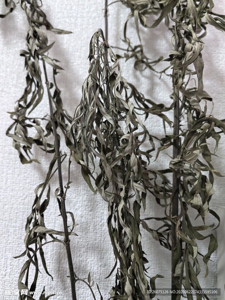 干枯植物枝條特寫