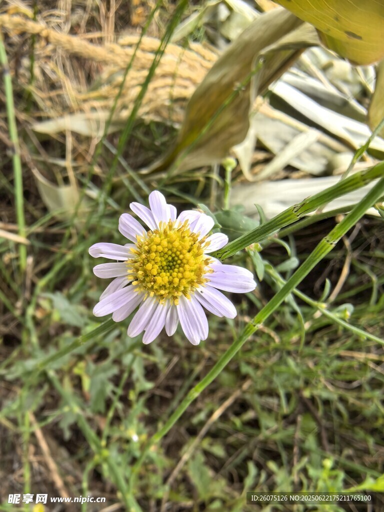 草叢中的美麗小雛菊