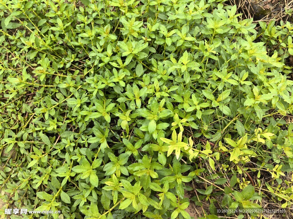 翠綠繁茂的植物景觀