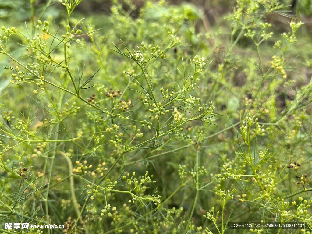 野外繁茂的綠色植物