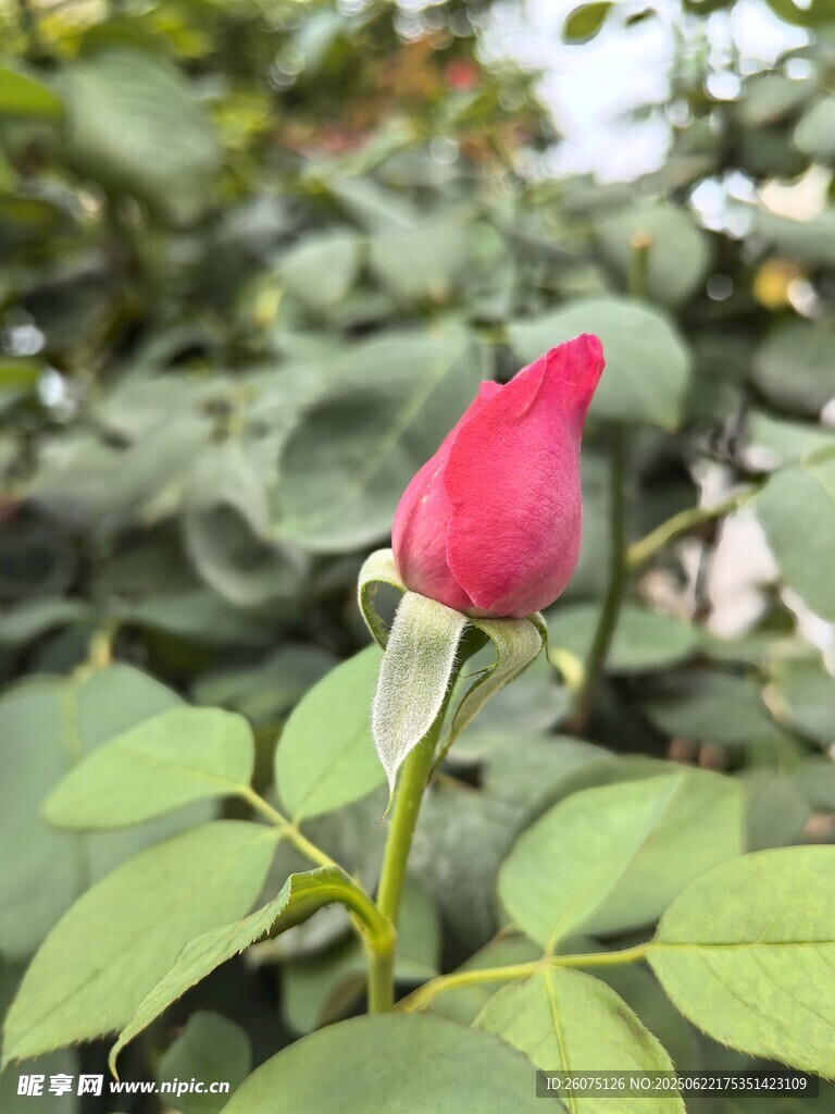 嬌艷紅玫瑰綻放綠葉間