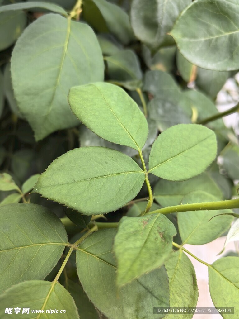 嫩綠葉片特寫(xiě)
