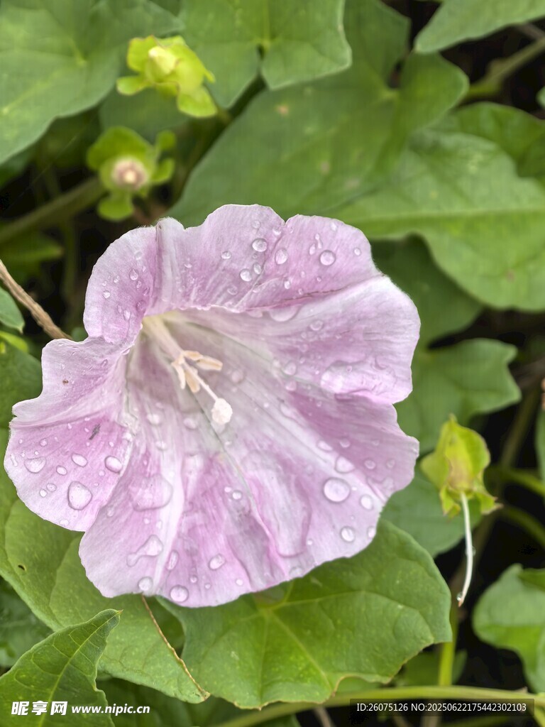 帶水珠的粉紫色牽牛花